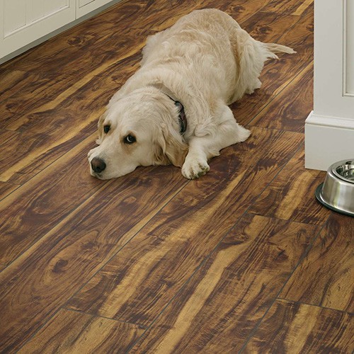 Dog resting on vinyl floor | Fairmont Flooring
