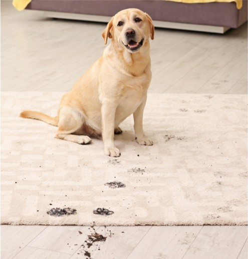 Dirty footprints of dog | Fairmont Flooring